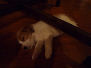 シマちゃん110704