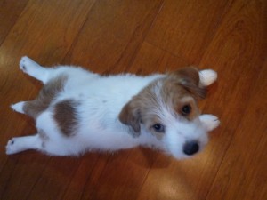 シマちゃん110704