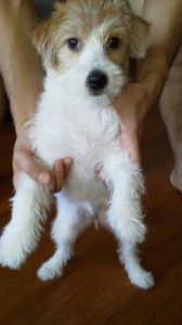 シマちゃん110916