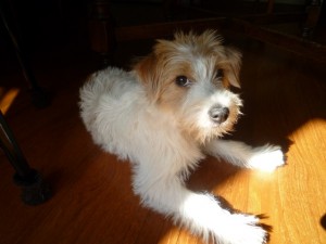 シマちゃん111004-2