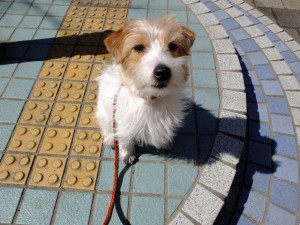 シマちゃん120322