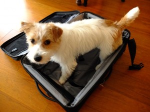 シマちゃん120415