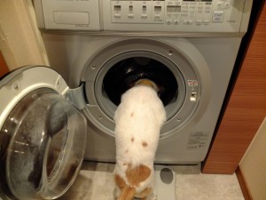 シマちゃん120521