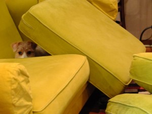 シマちゃん120523-2