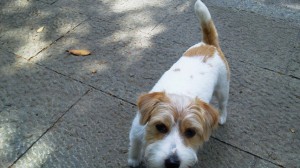 シマちゃん120530