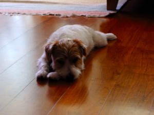 シマちゃん130723