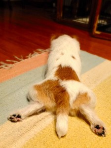 シマちゃん130727