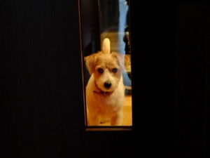 シマちゃん130911