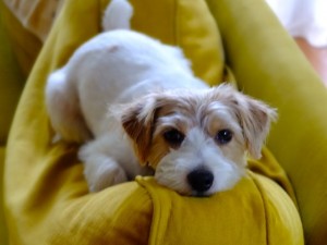 シマちゃん130913