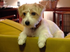 シマちゃん130924