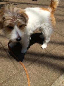 シマちゃん140518-2