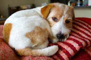 シマちゃん140603-1