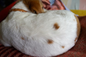 シマちゃん140603-2