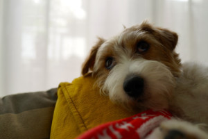 シマちゃん140703