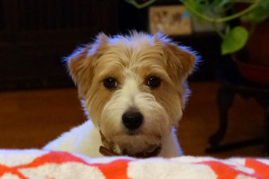 シマちゃん140704