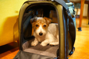 シマちゃん140708