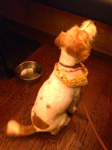 シマちゃん140712