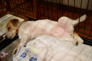 シマちゃん140724-2