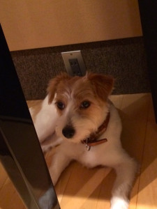 シマちゃん140725