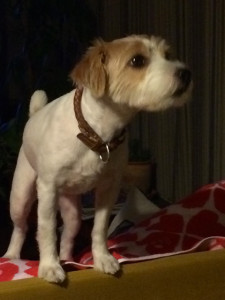 シマちゃん140831