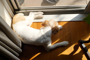 シマちゃん140902