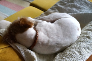 シマちゃん140904