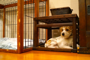 シマちゃん150716