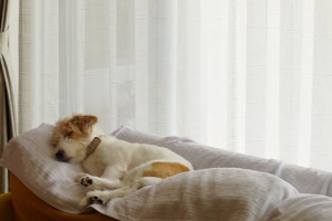 シマちゃん150719