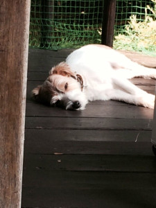 シマちゃん150806-2