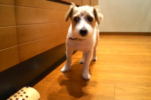 シマちゃん150811