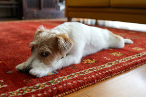 シマちゃん150816