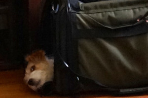 シマちゃん150817