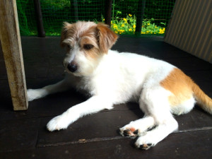 シマちゃん150824