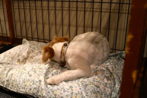 シマちゃん150906