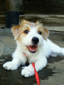 シマちゃん待ち受け