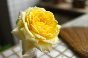 フランスアンフォ2014