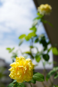 フランスアンフォ2015