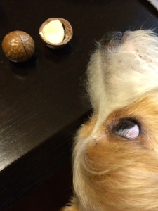 マカデミアナッツ殻付き