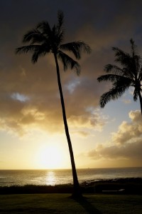 夕日と椰子の木