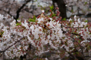 桜150403